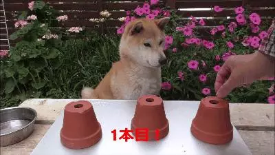 藏狗糧測試柴柴智商 主人發現它呆到沒藥醫