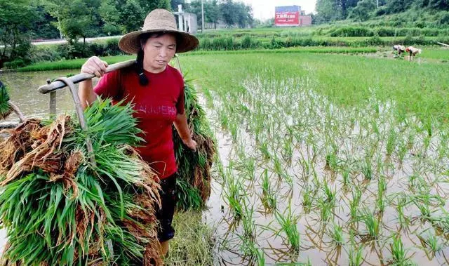 母親進城送酸菜,女兒嫌丟人讓她趕緊走,老闆突然落淚,女兒傻了