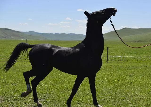 一運動就出血,這種汗血寶馬這種馬真的存在嗎?