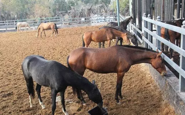 一運動就出血,這種汗血寶馬這種馬真的存在嗎?