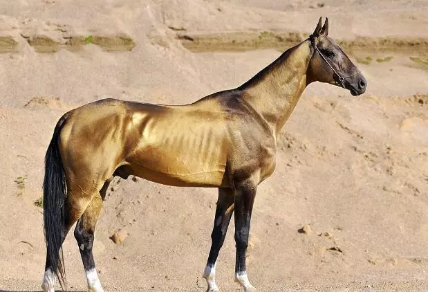 一運動就出血,這種汗血寶馬這種馬真的存在嗎?