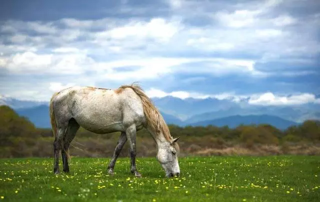 一運動就出血,這種汗血寶馬這種馬真的存在嗎?