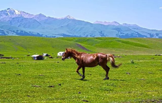 一運動就出血,這種汗血寶馬這種馬真的存在嗎?