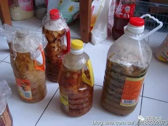 水果皮做酵素來養花無需施肥花草漂亮不生蟲