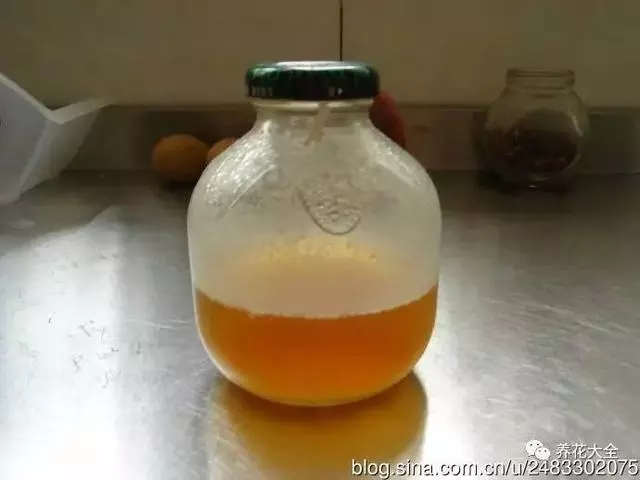 水果皮做酵素來養花無需施肥花草漂亮不生蟲