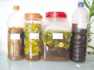 水果皮做酵素來養花無需施肥花草漂亮不生蟲