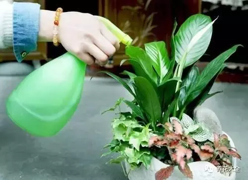 水果皮做酵素來養花無需施肥花草漂亮不生蟲
