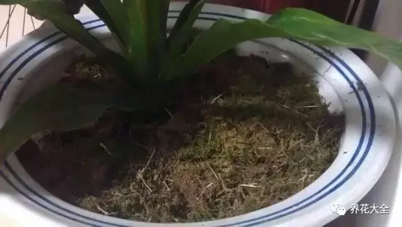 水果皮做酵素來養花無需施肥花草漂亮不生蟲