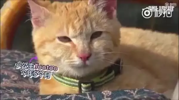 超萌CP!它們相遇的故事讓網友看了都哭了...獸醫:它們在對的時後相遇,所以它們的感情才會那麼好!