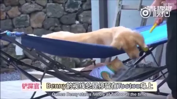 超萌CP!它們相遇的故事讓網友看了都哭了...獸醫:它們在對的時後相遇,所以它們的感情才會那麼好!