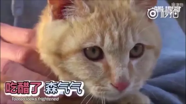 超萌CP!它們相遇的故事讓網友看了都哭了...獸醫:它們在對的時後相遇,所以它們的感情才會那麼好!