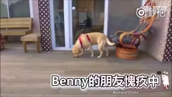 超萌CP!它們相遇的故事讓網友看了都哭了...獸醫:它們在對的時後相遇,所以它們的感情才會那麼好!