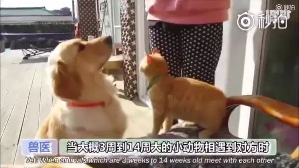 超萌CP!它們相遇的故事讓網友看了都哭了...獸醫:它們在對的時後相遇,所以它們的感情才會那麼好!