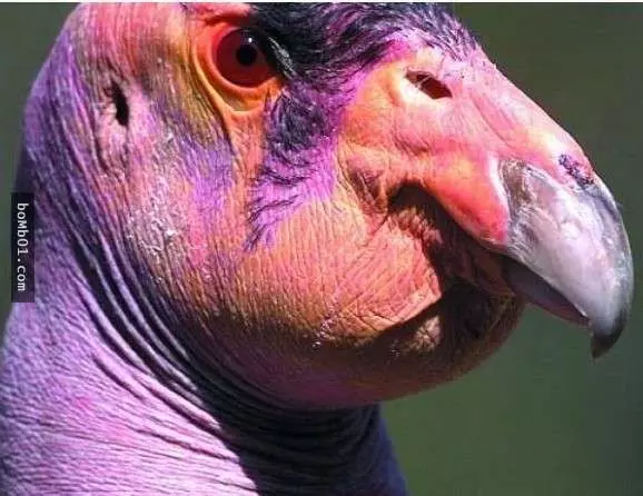 這些醜陋的動物是真的嗎?世界最丑生物大盤點【圖】!
