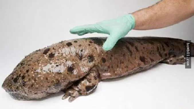 這些醜陋的動物是真的嗎?世界最丑生物大盤點【圖】!