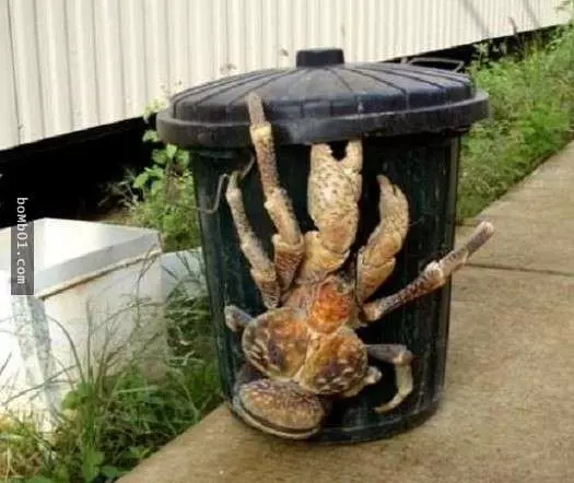 這些醜陋的動物是真的嗎?世界最丑生物大盤點【圖】!
