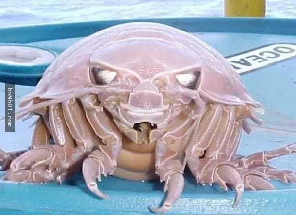 這些醜陋的動物是真的嗎?世界最丑生物大盤點【圖】!