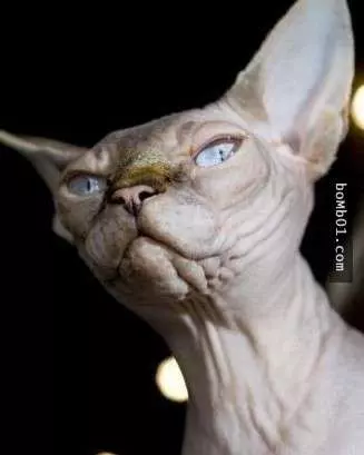 這些醜陋的動物是真的嗎?世界最丑生物大盤點【圖】!