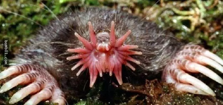 這些醜陋的動物是真的嗎?世界最丑生物大盤點【圖】!