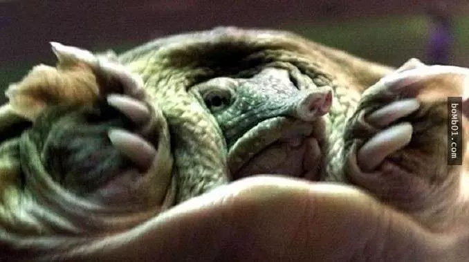 這些醜陋的動物是真的嗎?世界最丑生物大盤點【圖】!