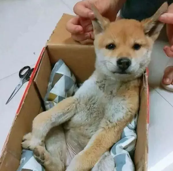 撿到一隻小狗,本以為撿到寶,看到原主人紙條後卻心寒