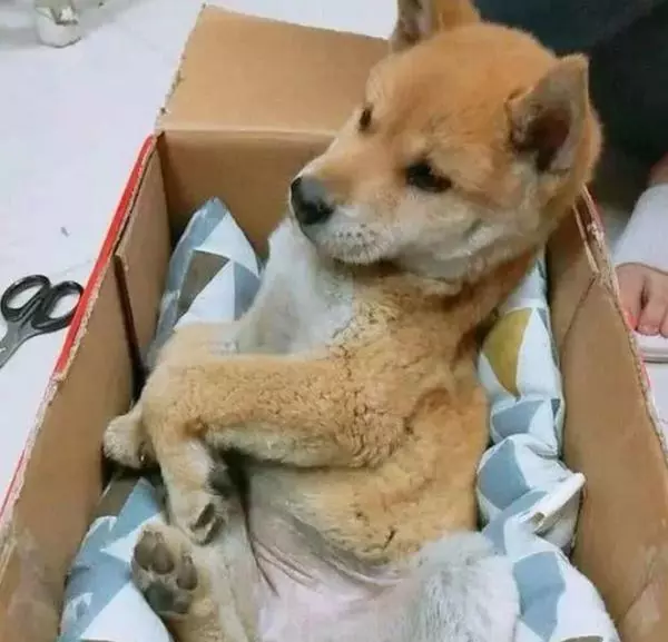 撿到一隻小狗,本以為撿到寶,看到原主人紙條後卻心寒