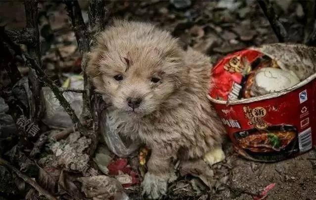 如果註定要拋棄我,就請一開始就別養我!我不怕風雨,就怕你不來