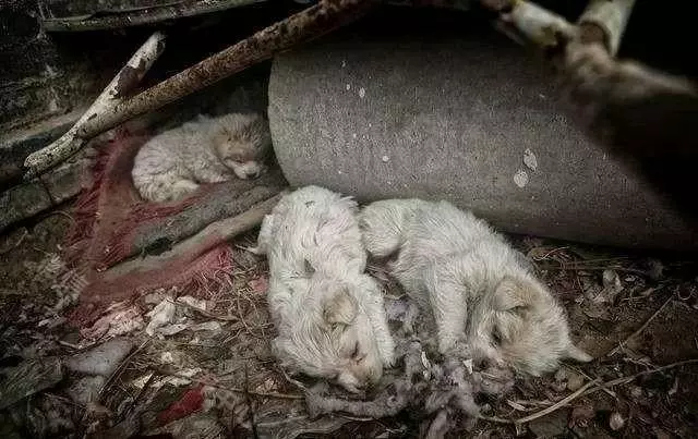 如果註定要拋棄我,就請一開始就別養我!我不怕風雨,就怕你不來