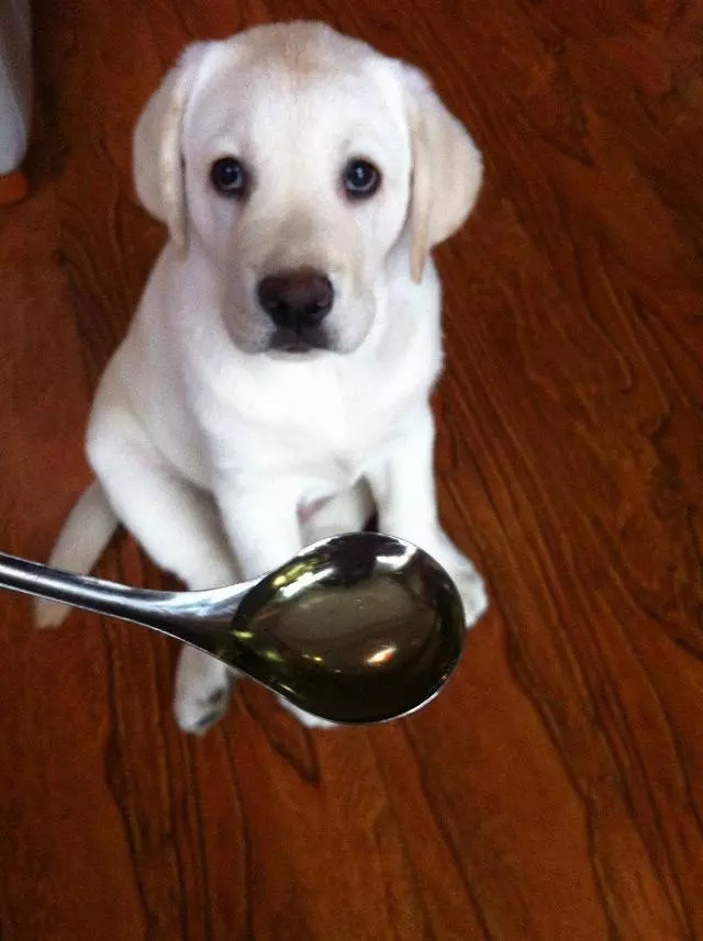拉布拉多犬淚痕嚴重怎麼辦?