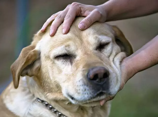 拉布拉多犬淚痕嚴重怎麼辦?