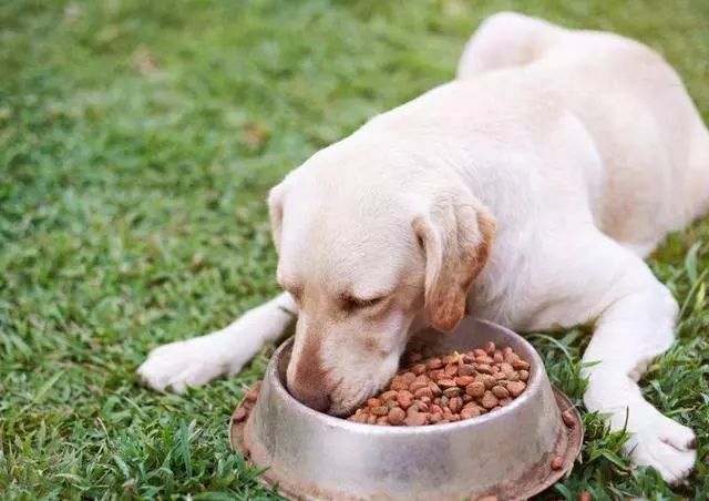 拉布拉多犬淚痕嚴重怎麼辦?