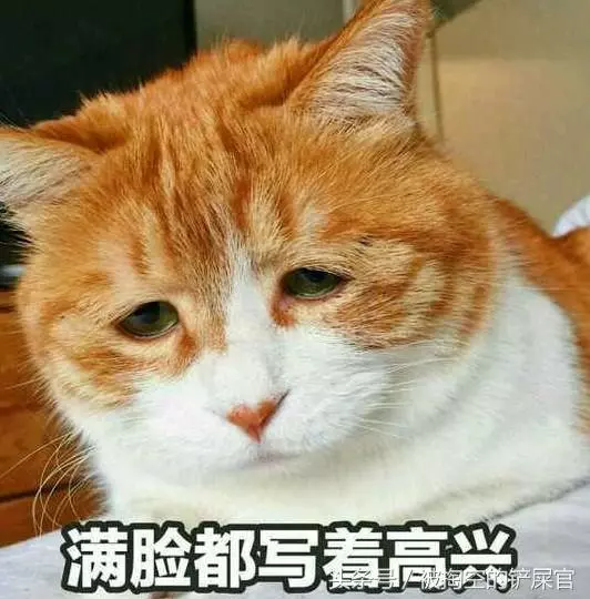 關於貓的常識,別說你不知道——你可能真不知道
