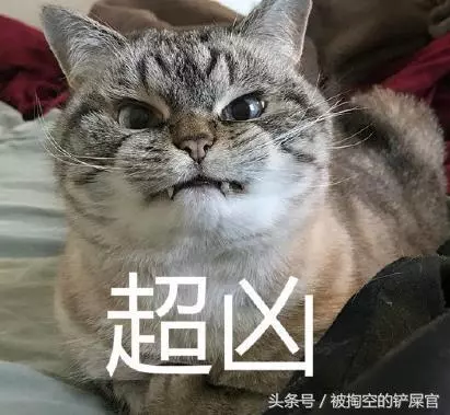 關於貓的常識,別說你不知道——你可能真不知道