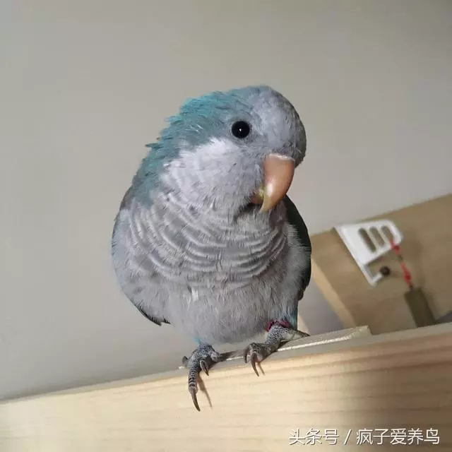 鸚鵡的40幾種死法,每種都很容易被人忽略