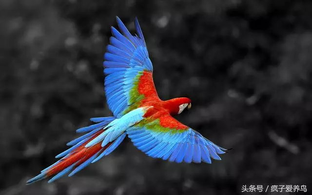 鸚鵡的40幾種死法,每種都很容易被人忽略