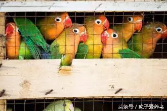 鸚鵡的40幾種死法,每種都很容易被人忽略