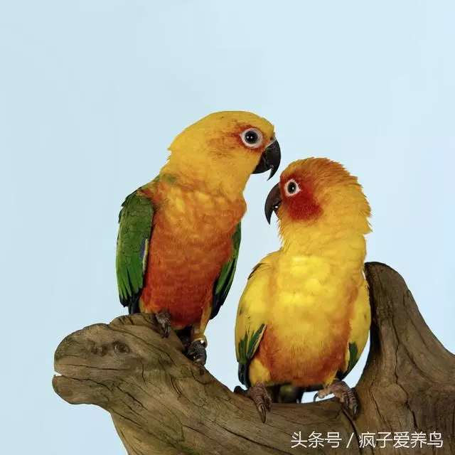 鸚鵡的40幾種死法,每種都很容易被人忽略