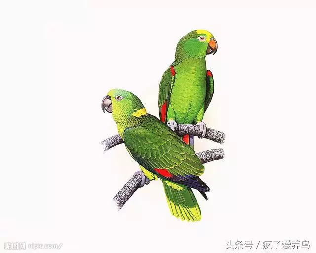 鸚鵡的40幾種死法,每種都很容易被人忽略