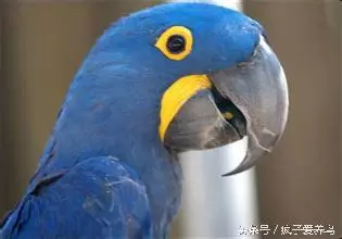 鸚鵡的40幾種死法,每種都很容易被人忽略