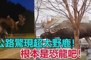 兩羅釐前後夾撞KANCIL遭夾成「三明治」快看視頻!