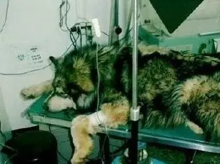 一隻阿拉斯加安樂死的前兩個小時,遇到了電影一般的劇情反轉