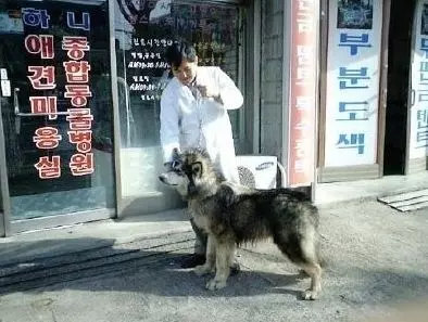 一隻阿拉斯加安樂死的前兩個小時,遇到了電影一般的劇情反轉