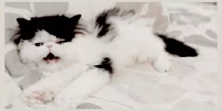 當著貓的面給它鏟屎時,貓在想什麼?