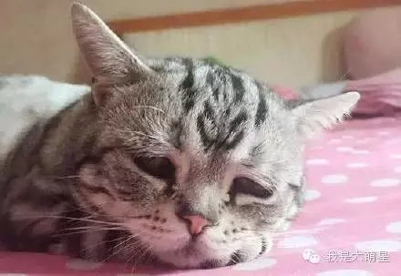 當著貓的面給它鏟屎時,貓在想什麼?