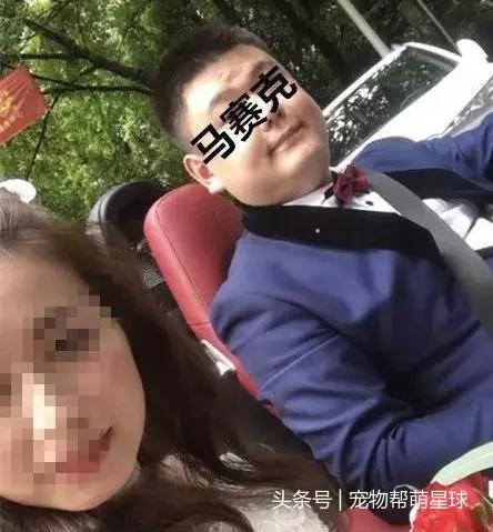 因為老婆懷孕,他把金毛和懷孕的美短從21樓扔下