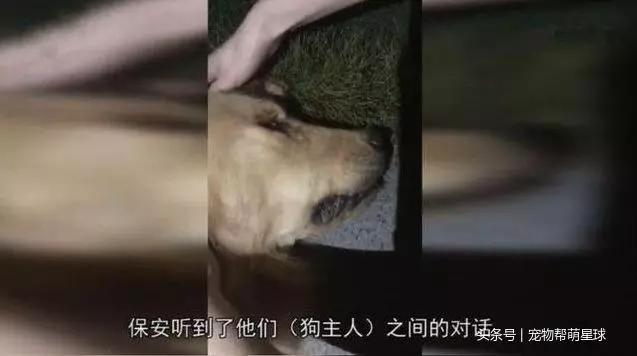 因為老婆懷孕,他把金毛和懷孕的美短從21樓扔下