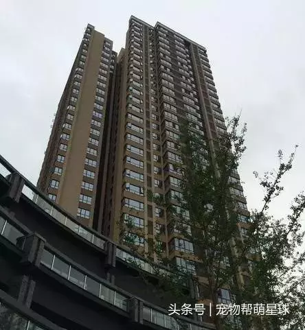 因為老婆懷孕,他把金毛和懷孕的美短從21樓扔下
