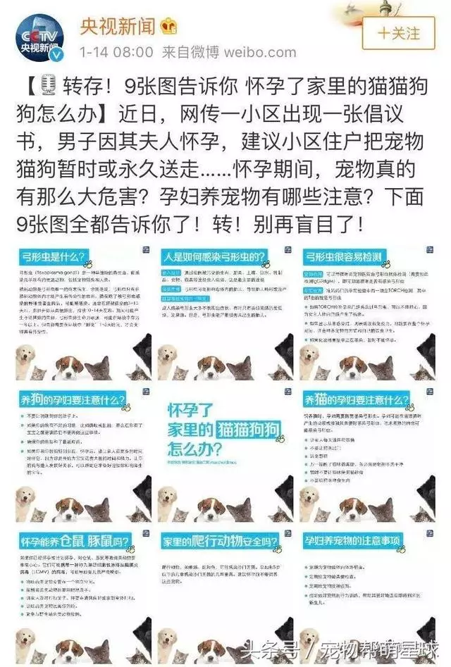 因為老婆懷孕,他把金毛和懷孕的美短從21樓扔下
