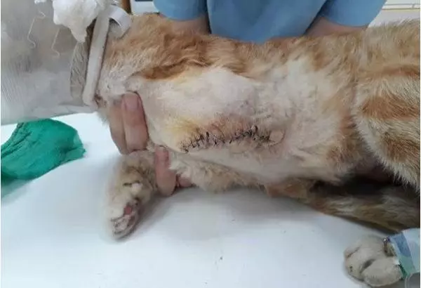 流浪橘貓困捕獸鋏3天僅剩皮肉相連飄腐味,卻乖到心疼