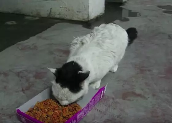 好餓...浪喵看到食物猛喵喵叫 邊吃邊「胡言亂語」網心疼:真的餓昏頭了QQ